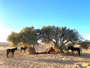 Tagestour-zum-Sahara-Yoga-Camp-​2